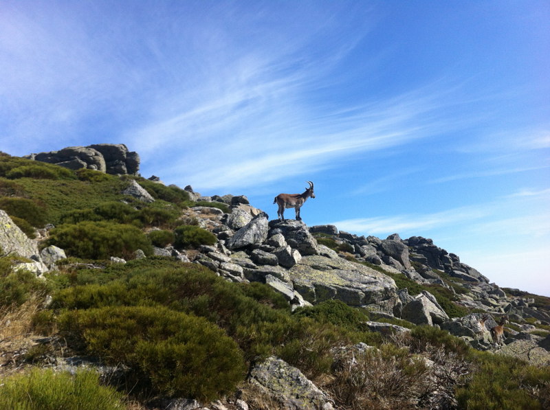 Cabra en As�mate de Hoyos
