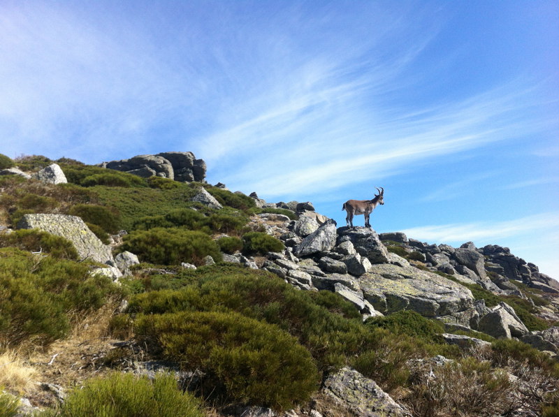 Cabra en As�mate de Hoyos