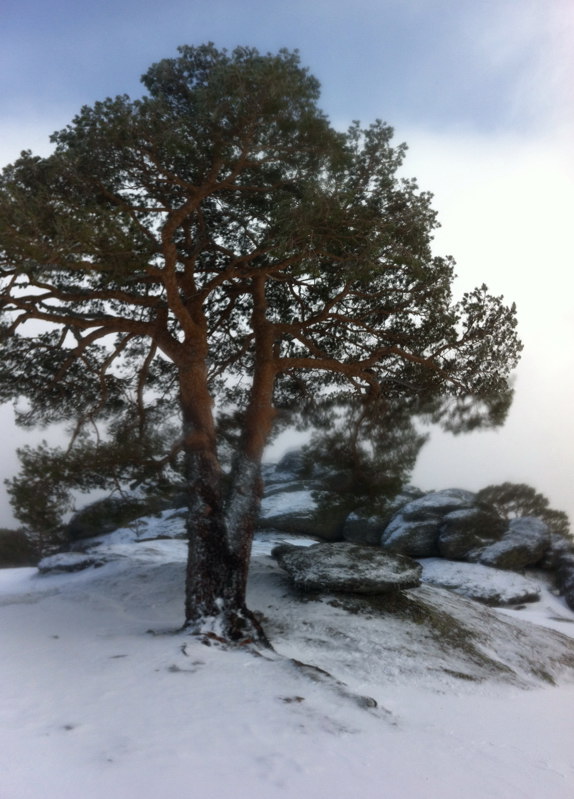 Cima de Cabeza Mediana