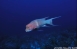 Galpagos 28/9/2002