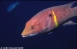 Galpagos 28/9/2002