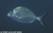 Diplodus sargus