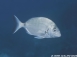 Diplodus sargus