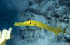 Bunaken 14/10/2004