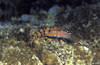 Bunaken 16/10/2004