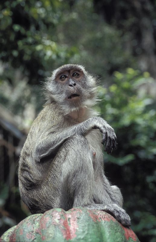 Fauna local