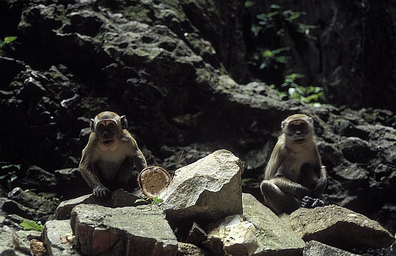 Macacos