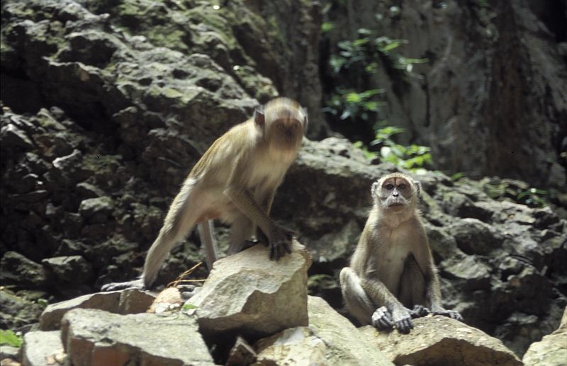 Macacos
